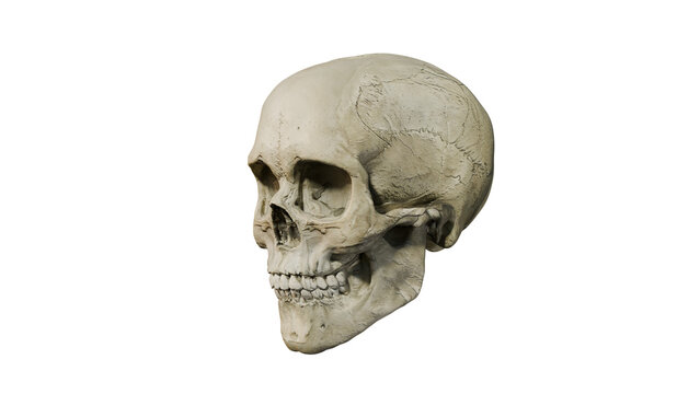 a skull with a missing jaw and a missing jaw