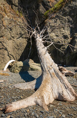 Driftwood at Ruby Beach in Olympic National Park in Washington State