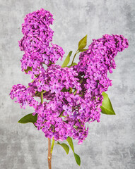lilac flowers on grunge background, retro toned image - 779502467