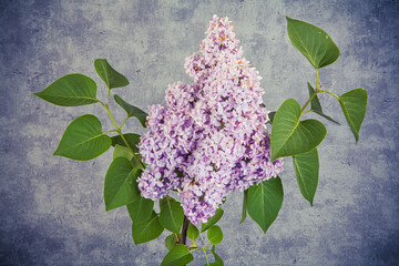 Lilac flowers in the shape of a heart on dark background - 779503015