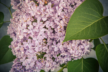 lilac flowers on grunge background, retro toned image