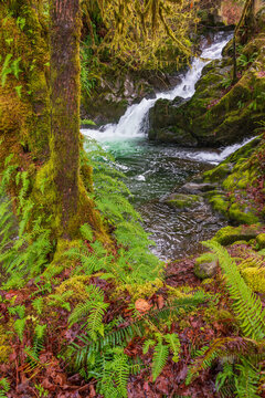 Waterfall at Quinault Rainforest in Olympic National Park