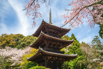 Onjoji temple, or Miidera, with cherry blossom at Mount Hiei in Otsu city in Shiga, Japan