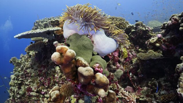 Clownfish family in a white Anemone - Shots of the Southern Maldives