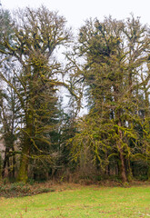Trail through the Quinault Rainforest in Olympic National Park, Washington State