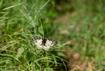 Forest Scallop butterfly (Zerynthia cerisyi) on plant