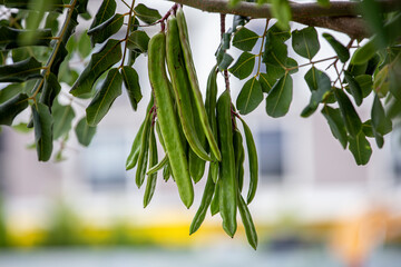 Carob tree , fresh green carob berries carob healthy food, Ceratonia siliqua (carob)