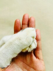 Cat legs relaxing on the hand isolated