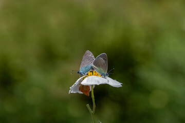 Blackeye butterfly (Glaucopsyche alexis) on plant