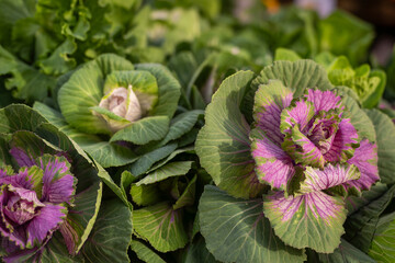 Decorative cabbage (Brassica oleracea var. acephala). A purple head of ornamental kale. Purple,...
