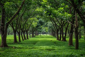 Fototapeta premium Lush Teak Trees in a Picturesque Tropical Landscape - Beautiful Green Forest Scenery with Natural Teak Trees and Scenic Grassy Meadows