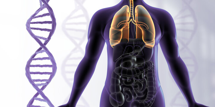 DNA strand with human body lungs anatomy. 3d illustration.