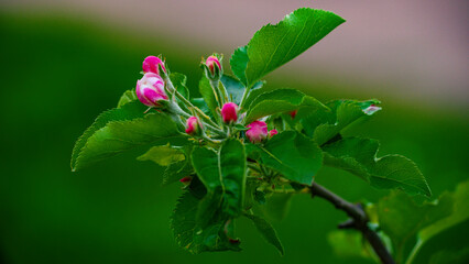 Apfel Blüten im Frühling - obrazy, fototapety, plakaty