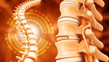 Human spine anatomy on scientific background. 3d illustration..