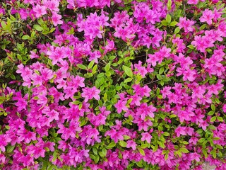 Obraz premium field of flowers
