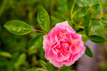 pink delicate beautiful ripe mature rose grows with green petals and light blur fills the frame