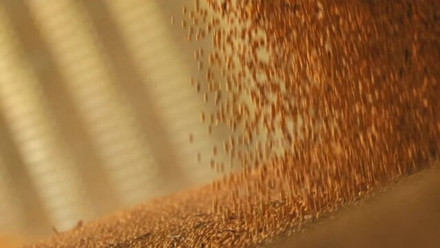 Close up view of large number of grains pouring into heap and creating dust. Replenishment of storage for bulk crops. Concept of harvesting, working process and warehouse.