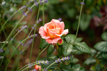orange peach beautiful ripe mature rose growing with green petals and light blur