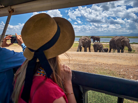 Rear view of girl looking at elephants under trees, from a safari jeep