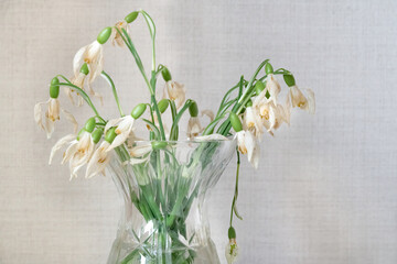Withered bouquet of snowdrops in a glass vase close-up. Withered flowers.