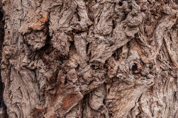 AnciAncient conifer tree bark with large eye shaped knots. High quality photoent conifer tree bark with large eye shaped knots