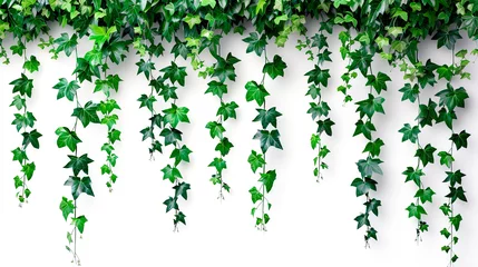 Foto op Canvas Green leaves hanging vines ivy bush climbing epiphytic plant on white background © Jezper
