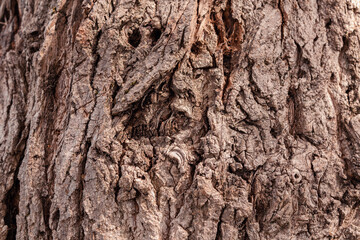 AnciAncient conifer tree bark with large eye shaped knots. High quality photoent conifer tree bark...