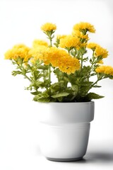 Calendula flower with yellow flowers on a white background