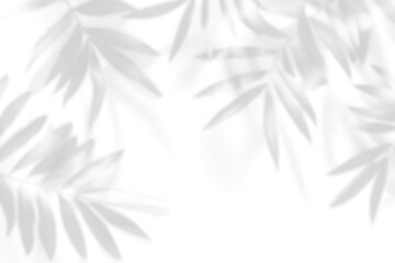 palm leaves shadow frame background overlay effect, transparent shadow of tropical leaves frame 