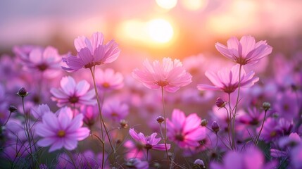 Field of beautifke cosmos flower with blurred background