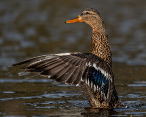 Wasservogel