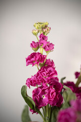 Naturaleza, flores, belleza colorido