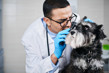 Veterinarian examining dog's ears with otoscope - obrazy, fototapety, plakaty