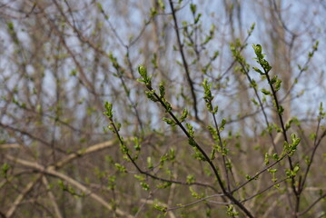 spring tree