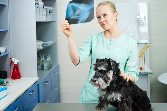 Veterinarian looking at dog's x-ray image