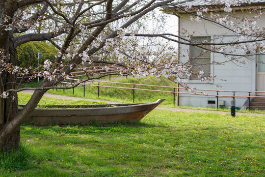 桜と木の小舟