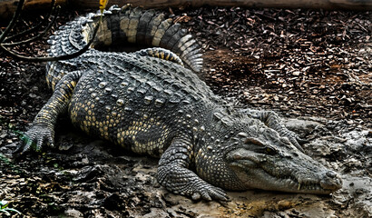 Siam crocodile on the ground. Latin name - Crocodylus siamensis - obrazy, fototapety, plakaty