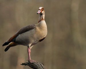 Wasservogel