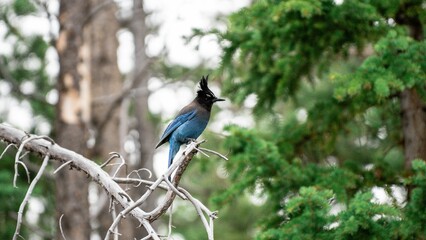 Obraz premium Steller's jay bird perched on a tree branch.