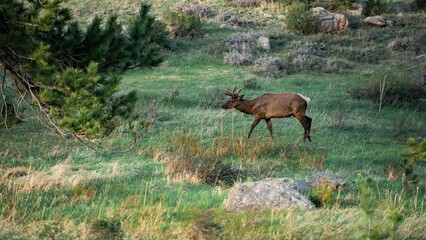 Elks in a green field.