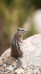 Vertical of a cute chipmunk on a rock.