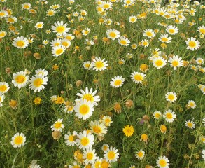 Meadow full of white snd yellow daisies 