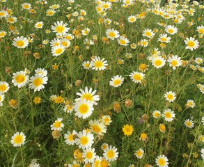 Meadow full of white snd yellow daisies  © Helmut