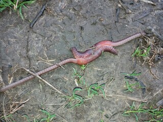 Mating of earthworms. Two earthworms climbed to the ground for mating and procreation.