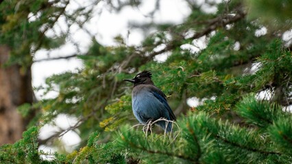 Closeup shot of a steller's jay (Cyanocitta stelleri) perched on a spruce tree