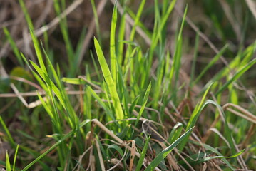spring grass