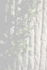 Green ivy plant climbing up a tree trunk in a faded background.