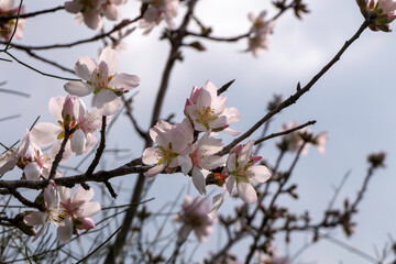 Fototapeta na wymiar Pink almond flowers and buds close-up