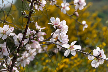 Pink almond flowers and buds close-up