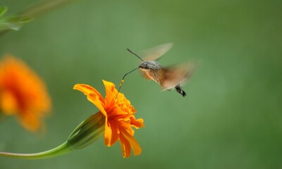 Fototapeta premium Closeup of a Hawk Mot collecting nectar from the Marigold blossom on blurred background